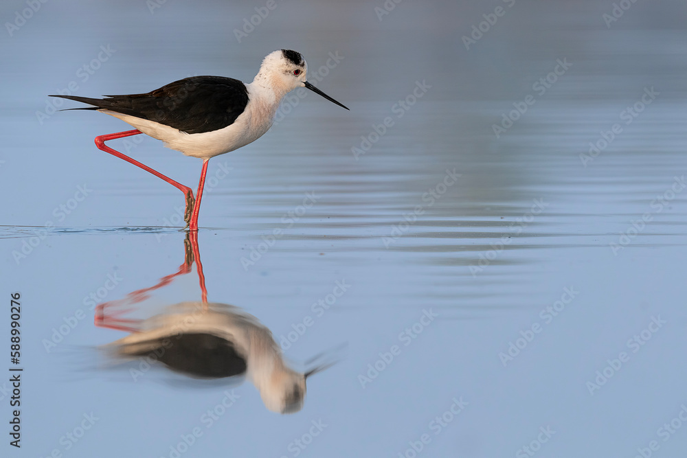 At mirror, the black-winged stilt (Himantopus himantopus) At mirror, the black-winged stilt (Himantopus himantopus)