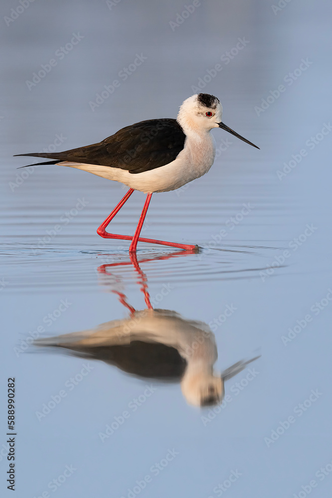 At mirror, the black-winged stilt (Himantopus himantopus) At mirror, the black-winged stilt (Himantopus himantopus)