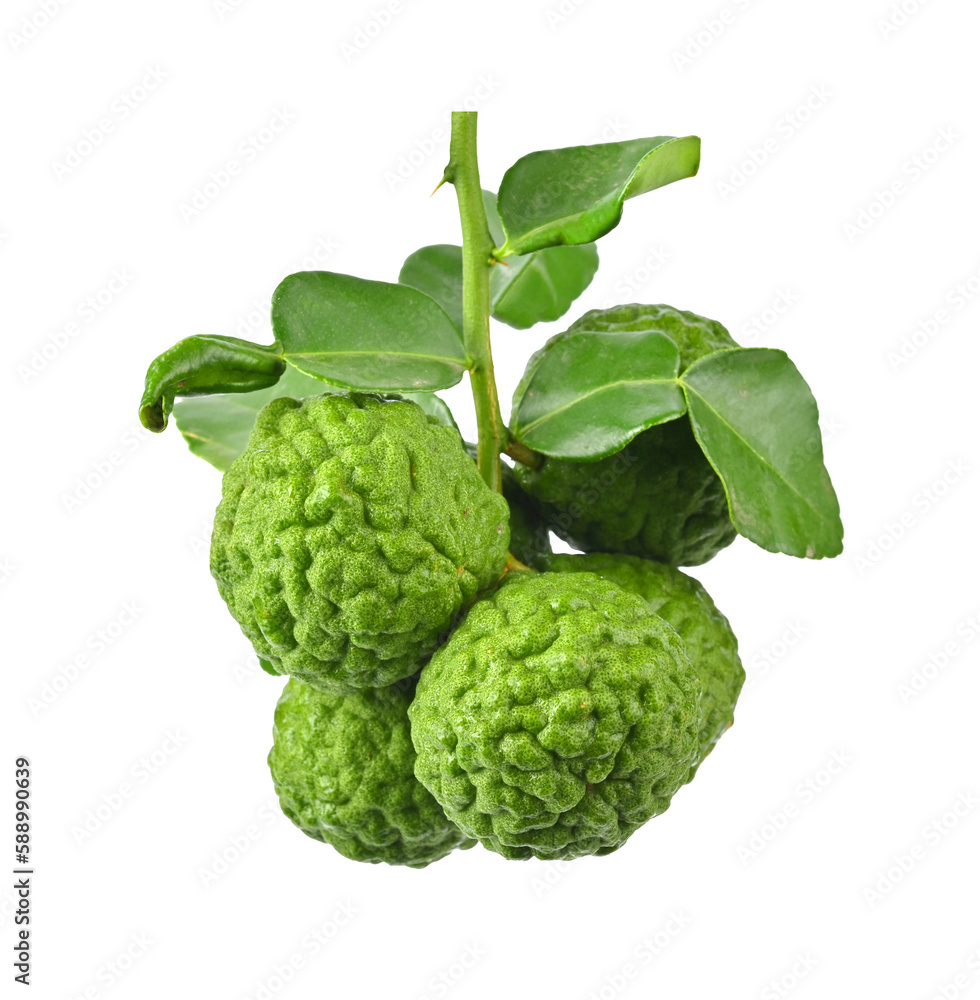 Bunch of bergamot or kaffir lime fruit with leaf on transparent png Bunch of bergamot or kaffir lime fruit with leaf on transparent png