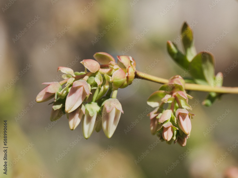 Tokyo, Japan - April 4, 2023: Closeup of buds of blueberry
Tokyo, Japan - April 4, 2023: Closeup of buds of blueberry