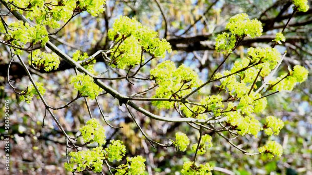 Maple blossom in spring in Germany Maple blossom in spring in Germany