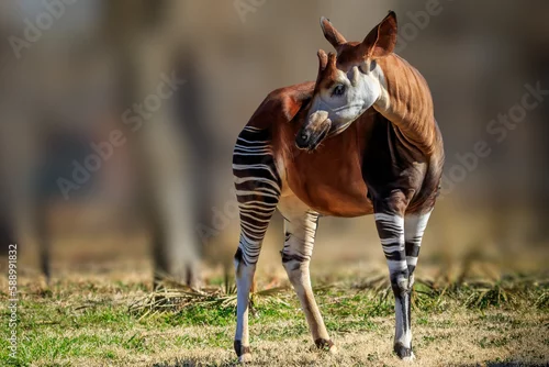 Obraz A male Okapi (Okapia johnstoni) in a zoo