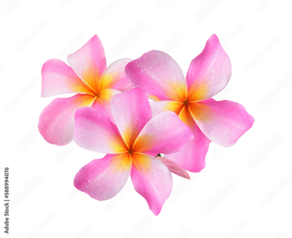 Obraz premium Frangipani flower isolated on transparent png