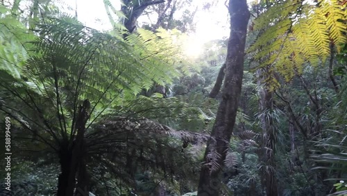 Footage around Parihaka Scenic Reserve in Whangarei, New Zealand. photo