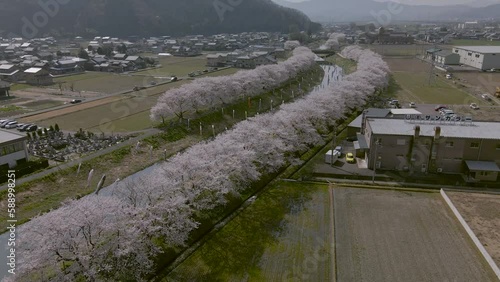 桜並木 福井県の桜名所 お花見スポット 中河きらめきロード ドローン 空撮 photo