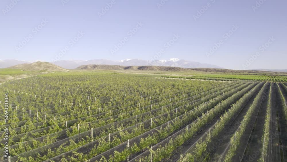 Viñedo, viña, plantación, agricultura con la cordillera de los andes nevada de fondo. Plano de dron, panorámica. Provincia de Mendoza, Argentina. 