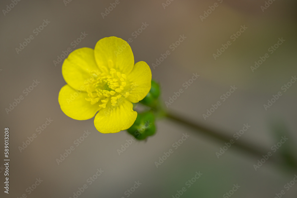Close-up photo of a bright yellow flower of Ranunculus repens Close-up photo of a bright yellow flower of Ranunculus repens