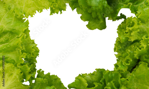 Fresh lettuce frame for vegetable copy space