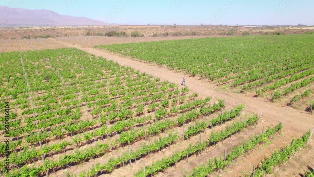 Bird's eye view of a mature man wearing a hat, a viticulturist walking through the fields of a small vineyard in the Limari Valley, taking samples of the vines. Bird's eye view of a mature man wearing a hat, a viticulturist walking through the fields of a small vineyard in the Limari Valley, taking samples of the vines.