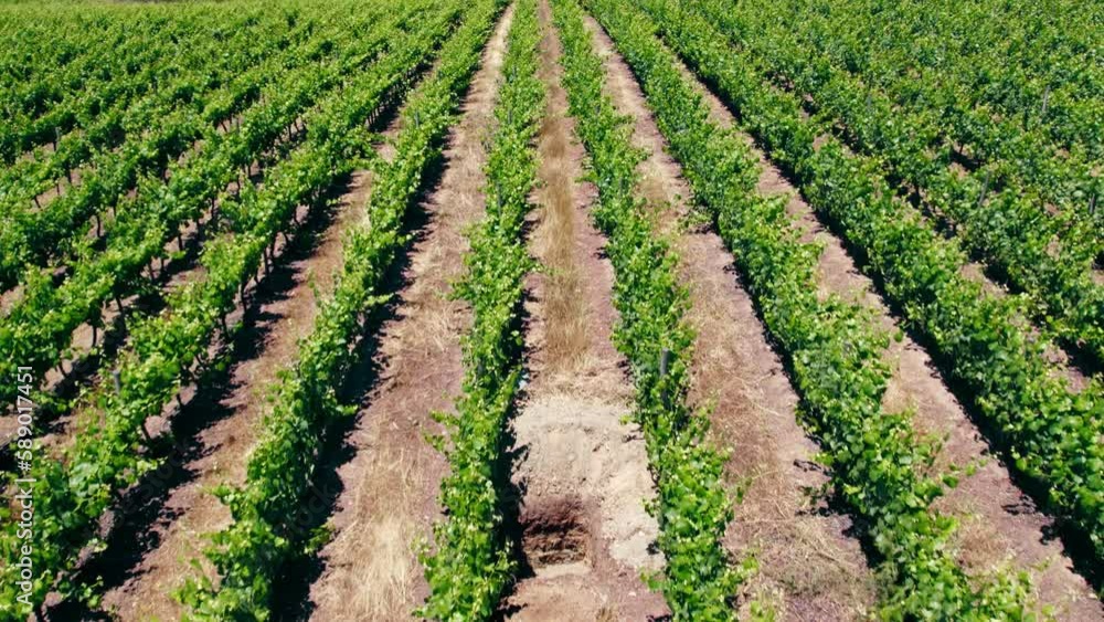 Aerial view establishing tilt up of the Leyda Valley in the Syrah section, wine region of Chile. Aerial view establishing tilt up of the Leyda Valley in the Syrah section, wine region of Chile.