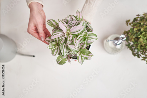 woman holding tradescantia pink clone potted plant indoors photo