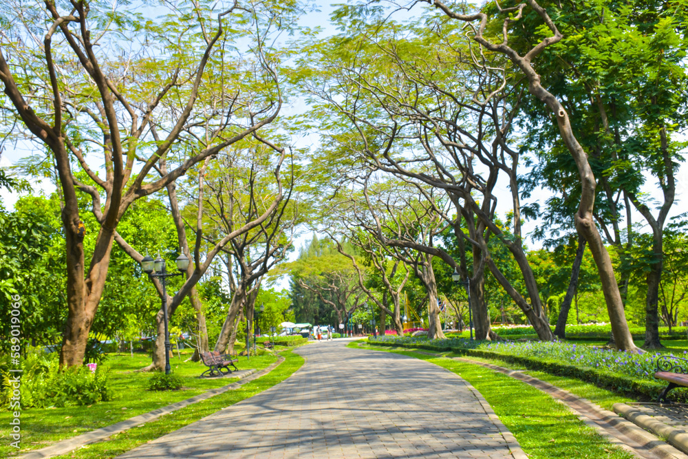Big tree and walkway in garden park, Bangkok, Thailand
