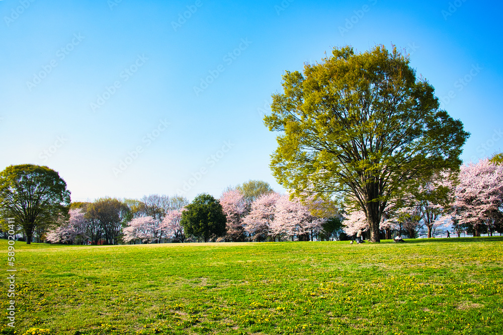 快晴の青空の下で、広大な広場の芝生にはタンポポが咲き、周辺には満開の桜が咲いている美しい日本の風景