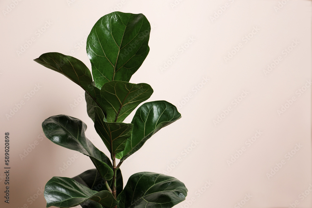 Beautiful ficus plant on beige background, space for text. House decor