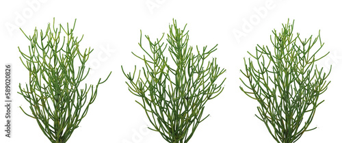 Nature and tropical forest concept. Green pencil Cactus isolated on transparent background. 3d rendering illustration. PNG format