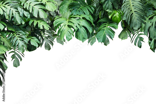 square frame surrounded by monstera leaves with copy space.