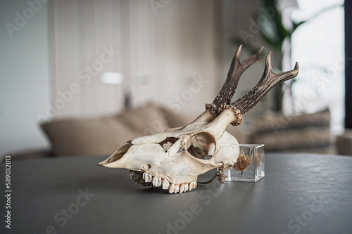 Fototapeta Naklejka Na Ścianę i Meble -  子鹿の頭蓋骨（右向き）