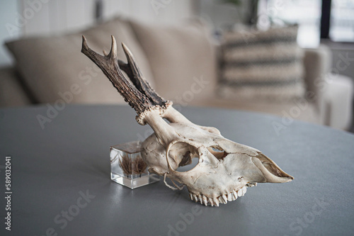 子鹿の頭蓋骨（左向き）