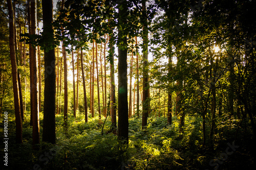 Sun rays in the forest