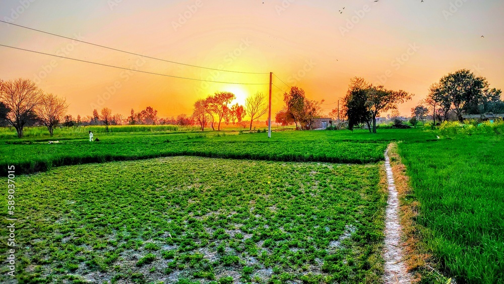 Obraz premium sunset over the field