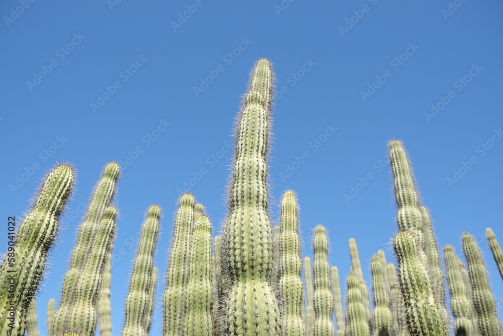 Cluster of organ pipe cactus 