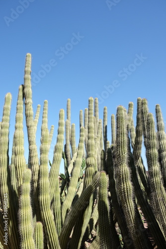 Cluster of organ pipe cactus 