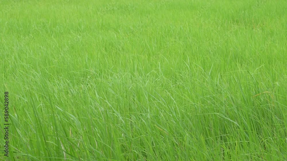 A green rice field waving in the wind, Green rice plants growing, Natural the texture for background. A green rice field waving in the wind, Green rice plants growing, Natural the texture for background.