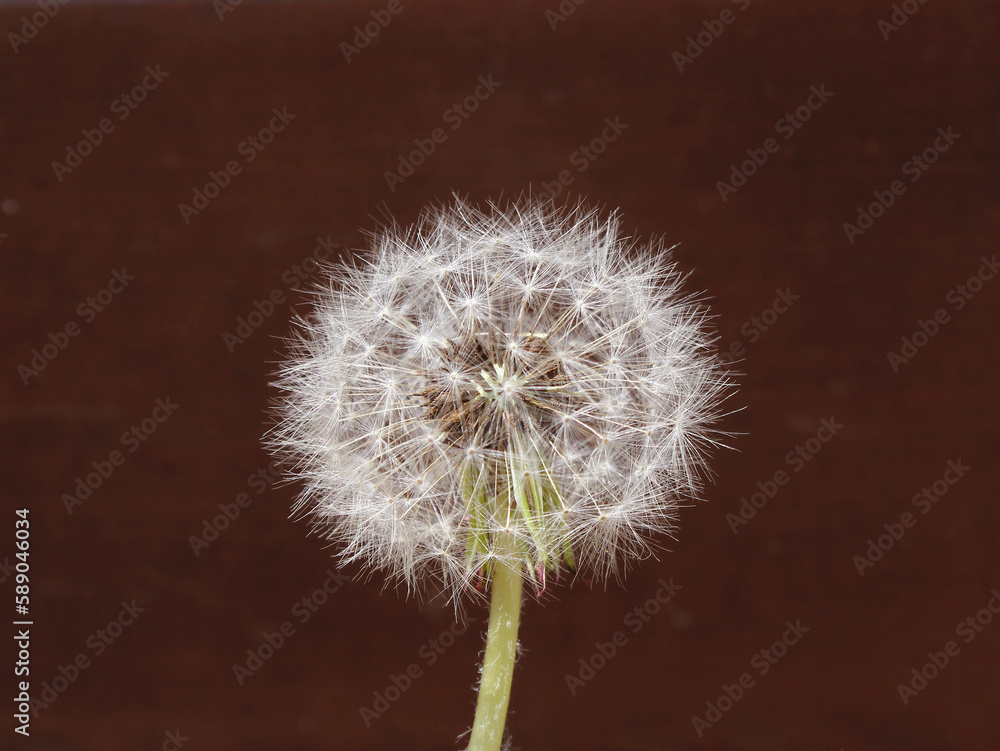 Fototapeta premium Dandelion with seeds blowing away in the wind. Dandelion seeds in brown color background