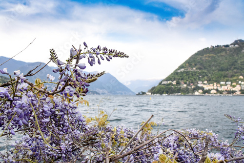 Il glicine sul Lago di Como