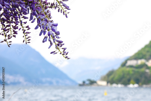 Il glicine sul Lago di Como