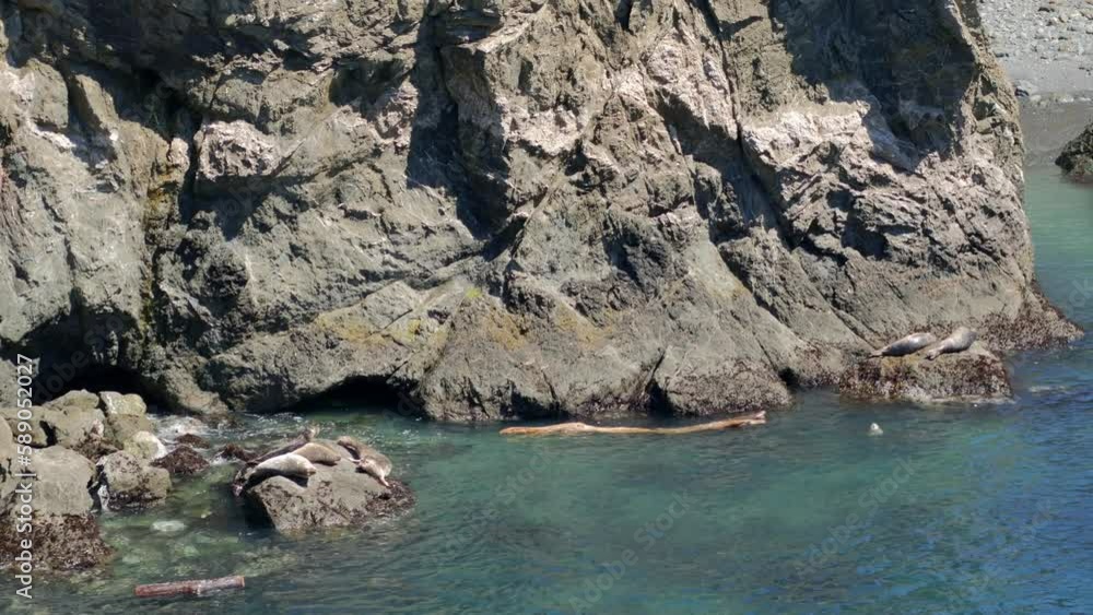 Seals on rocks and one sliding into the pacific ocean Seals on rocks and one sliding into the pacific ocean