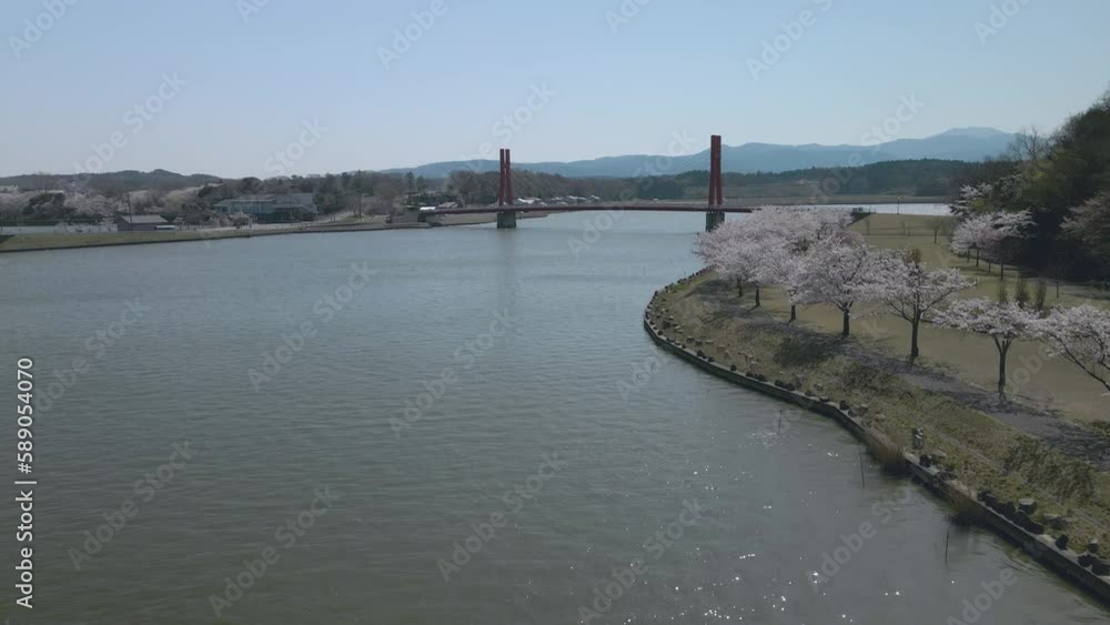 アイリスブリッジ 福井県の観光名所 春 お花見スポット ドローン 空撮 あわら市 北潟湖 湖 湖畔 公園 アイリスブリッジ 福井県の観光名所 春 お花見スポット ドローン 空撮 あわら市 北潟湖 湖 湖畔 公園