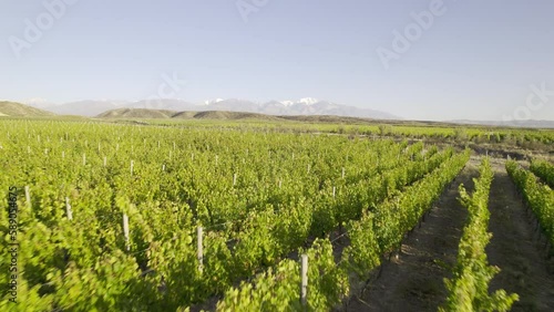 Viñedo, viña, plantación, agricultura con la cordillera de los andes nevada de fondo. Plano de dron, panorámica. Provincia de Mendoza, Argentina.  photo