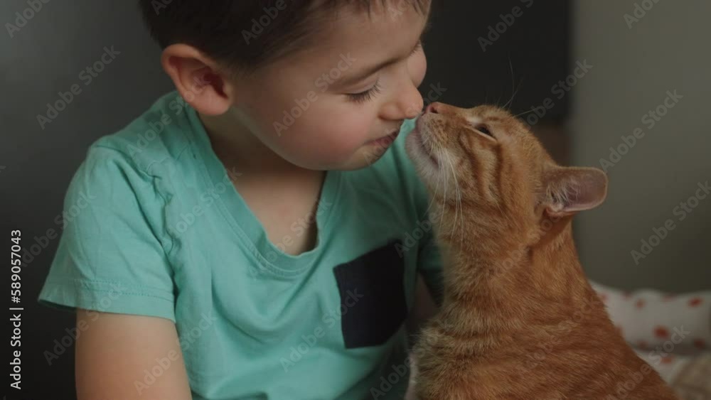 A small child gently caressing and embracing red fluffy cat. Lovely pet. The concept of caring for a pet and children's love for animals A small child gently caressing and embracing red fluffy cat. Lovely pet. The concept of caring for a pet and children's love for animals