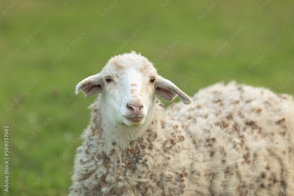 Sheep in nature green meadow on a grass Sheep in nature green meadow on a grass