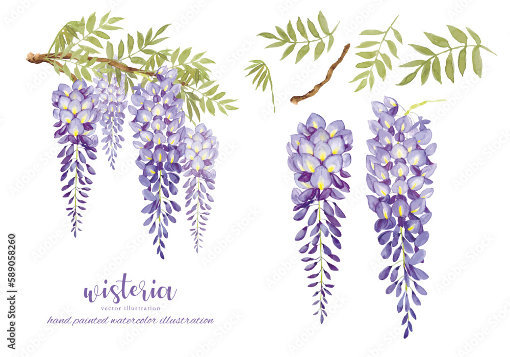 Φωτογραφία 水彩で描いたリアルタッチの藤の花