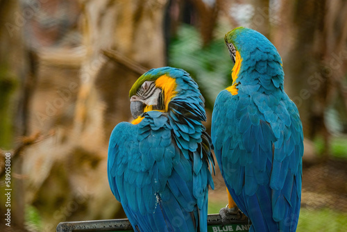 blue and yellow macaw © Riadi