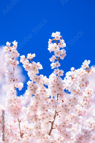 pink cherry blossom and blue sky 
