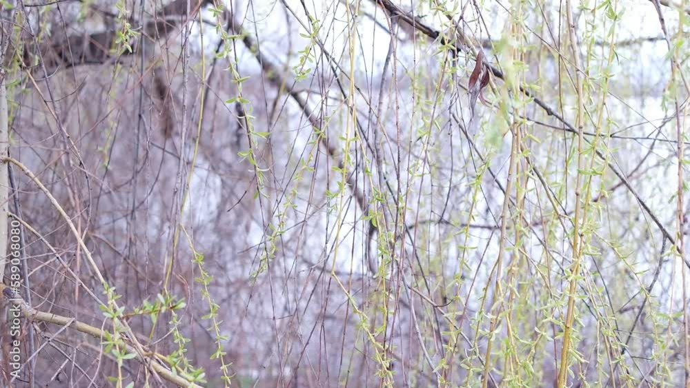 willow branches. Fresh green willow branches swaying in breeze on bokeh