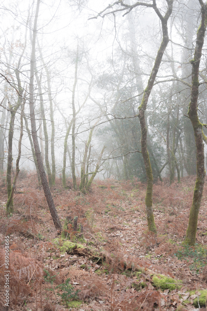 Mysterious woods full of mist during fall season Mysterious woods full of mist during fall season