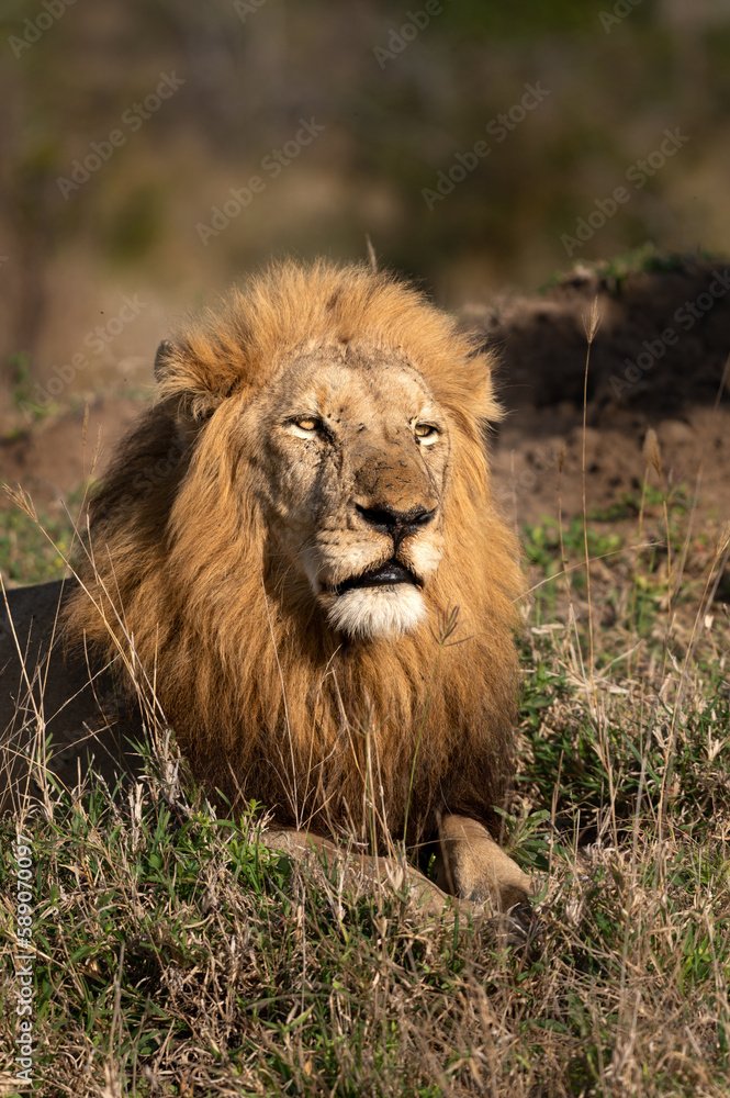 A close-up portrait of a male lions face, Panthera leo.
A close-up portrait of a male lions face, Panthera leo.