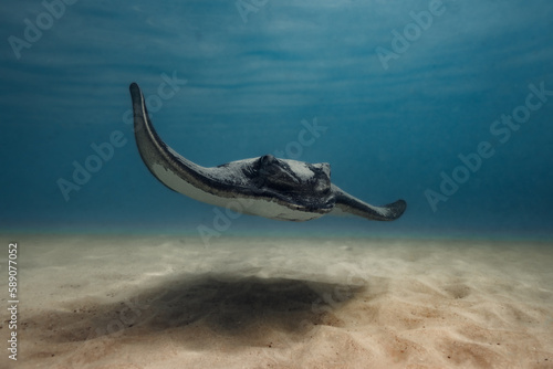 Bull ray stingray winning in the shallow water at Bendalong Beach. 