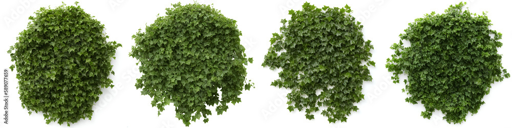 Fototapeta premium ivy, collection of beautiful climbing plants, generative ai, isolated on white background