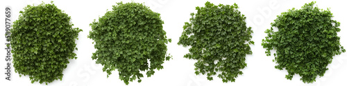 ivy, collection of beautiful climbing plants, generative ai, isolated on white background