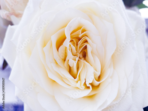 Yellow roses in vase. Macro shot with shallow depth of field.