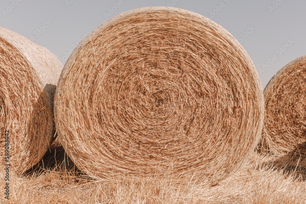 Stacked wrapped round hay bales in a field after harvest. Stacked wrapped round hay bales in a field after harvest.