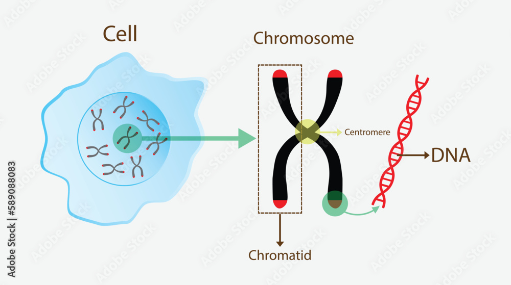 illustration of biology, chromosome and DNA structure, chromosome is ...