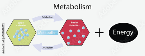 illustration of biology, Metabolism is the process by which the body changes food and drink into energy,  three main functions of metabolism, chemical reactions in organisms