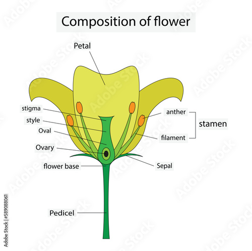 illustration of biology, Composition of flower, Diagram of a flower showing the pistil, stigma, style, ovary, stamen, Flower Structure