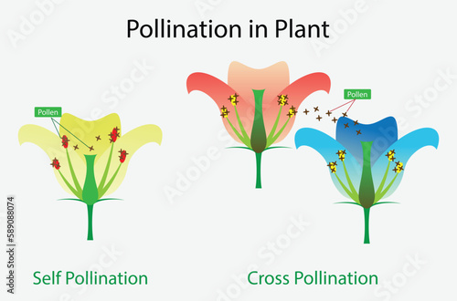 illustration of biology, Pollination in plant, Pollination is the transfer of pollen from an anther of a plant to the stigma of a plant, enabling fertilisation and the production of seeds